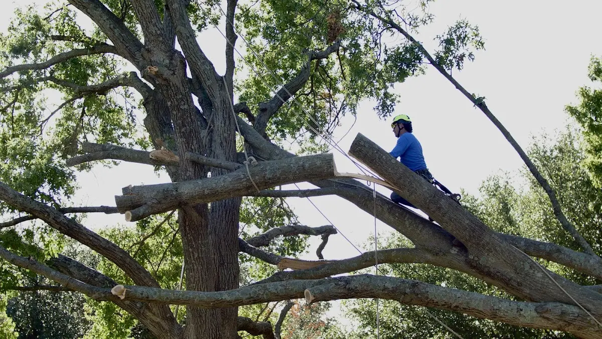 Professional Crown Thinning performed by certified arborists in Rocky Gap